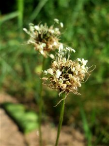 Spitzwegerich (Plantago lanceolata) am Bahnhof Landstuhl