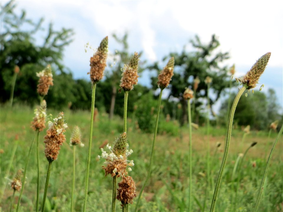 Spitzwegerich (Plantago lanceolata) auf einer Streuobstwiese in Hockenheim