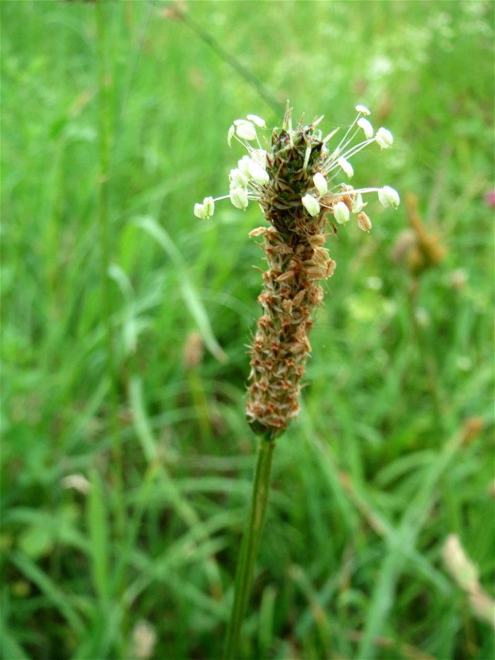 Spitzwegerich (Plantago lanceolata) auf einer Wiese zum Schutz der Haubenlerche am Stadtrand von Hockenheim