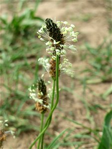 Spitzwegerich (Plantago lanceolata) auf einer Brachfläche zum Schutz der Haubenlerche beim Dänischen Lager bei Hockenheim