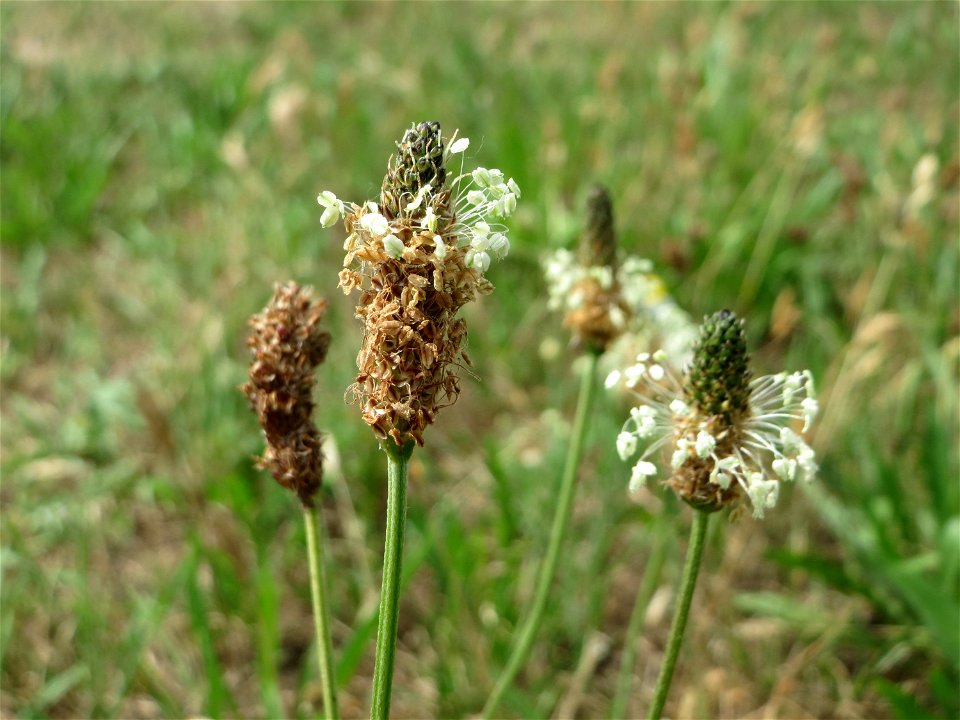 Spitzwegerich (Plantago lanceolata) auf einer Brachfläche zum Schutz der Haubenlerche beim Dänischen Lager bei Hockenheim