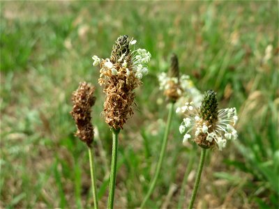 Spitzwegerich (Plantago lanceolata) auf einer Brachfläche zum Schutz der Haubenlerche beim Dänischen Lager bei Hockenheim