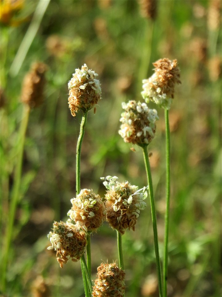 Spitzwegerich (Plantago lanceolata) auf einer Streuobstwiese in Hockenheim