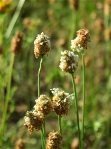 Spitzwegerich (Plantago lanceolata) auf einer Streuobstwiese in Hockenheim