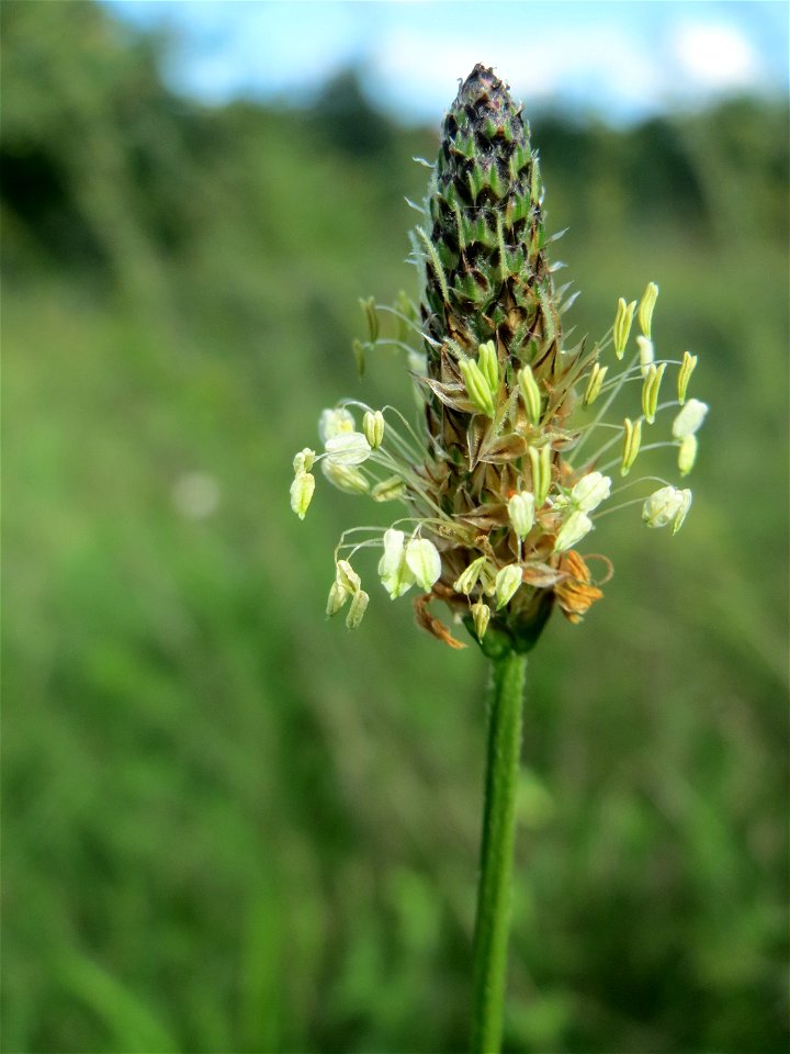 Spitzwegerich (Plantago lanceolata) auf einer Streuobstwiese in Hockenheim
