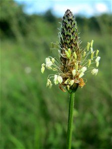 Spitzwegerich (Plantago lanceolata) auf einer Streuobstwiese in Hockenheim