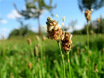 Spitzwegerich (Plantago lanceolata) auf einer Streuobstwiese in Hockenheim