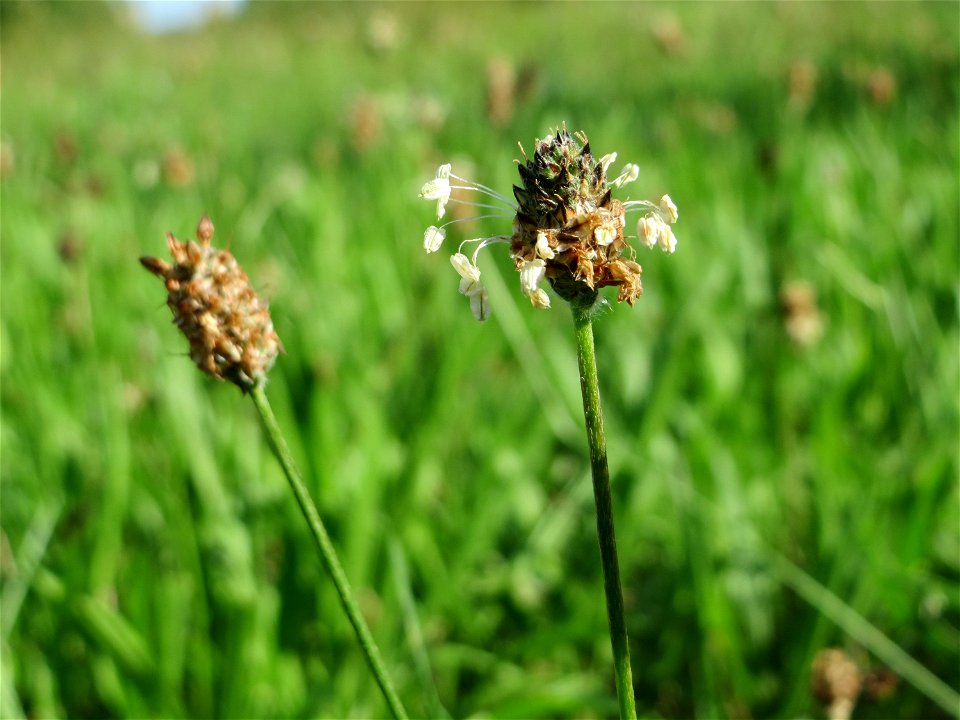 Spitzwegerich (Plantago lanceolata) auf einer Streuobstwiese in Hockenheim