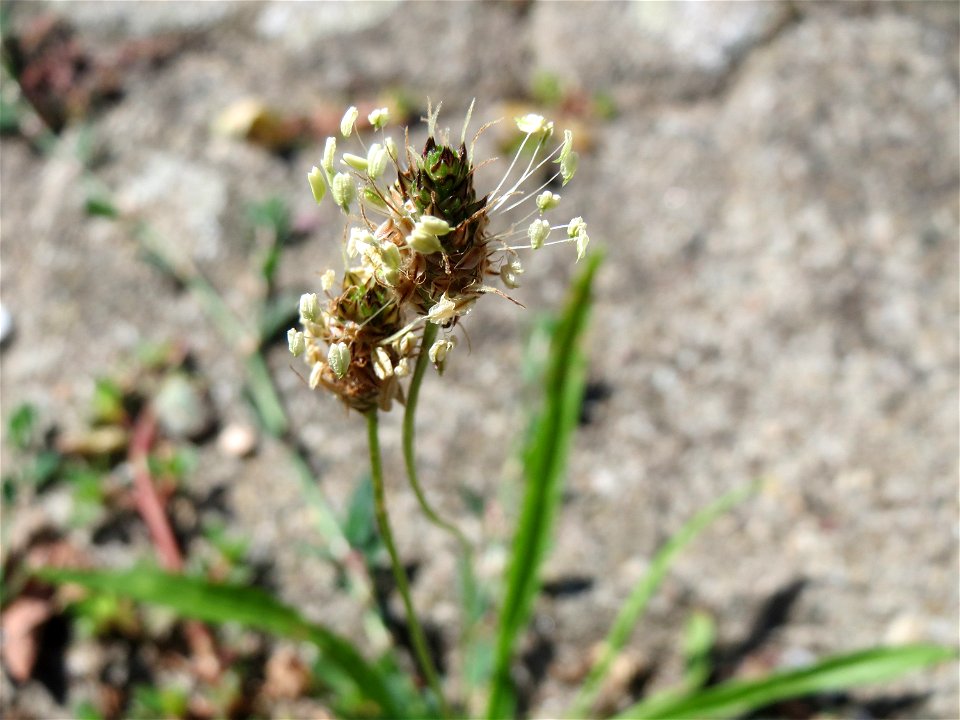 Ritzenbotanik: Spitzwegerich (Plantago lanceolata) auf Pflasterstein am Bahnhof Hockenheim