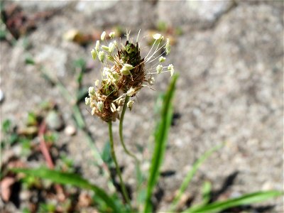 Ritzenbotanik: Spitzwegerich (Plantago lanceolata) auf Pflasterstein am Bahnhof Hockenheim