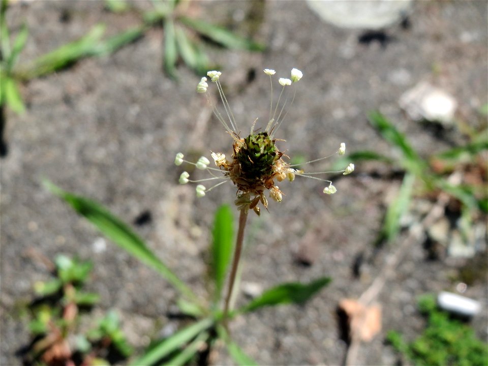 Ritzenbotanik: Spitzwegerich (Plantago lanceolata) auf Pflasterstein am Bahnhof Hockenheim