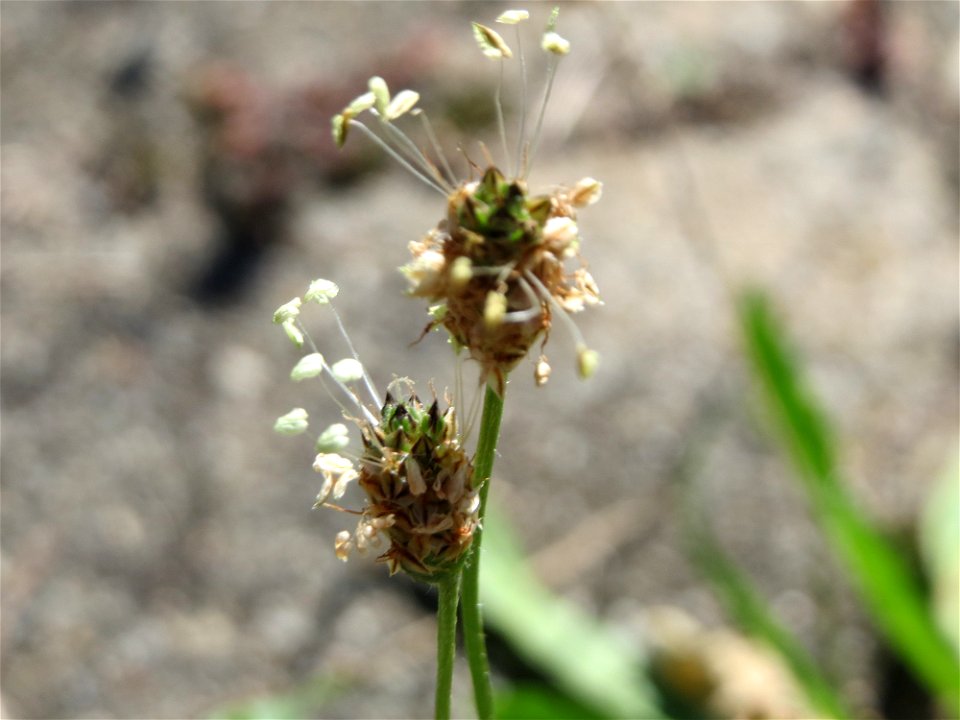Ritzenbotanik: Spitzwegerich (Plantago lanceolata) auf Pflasterstein am Bahnhof Hockenheim