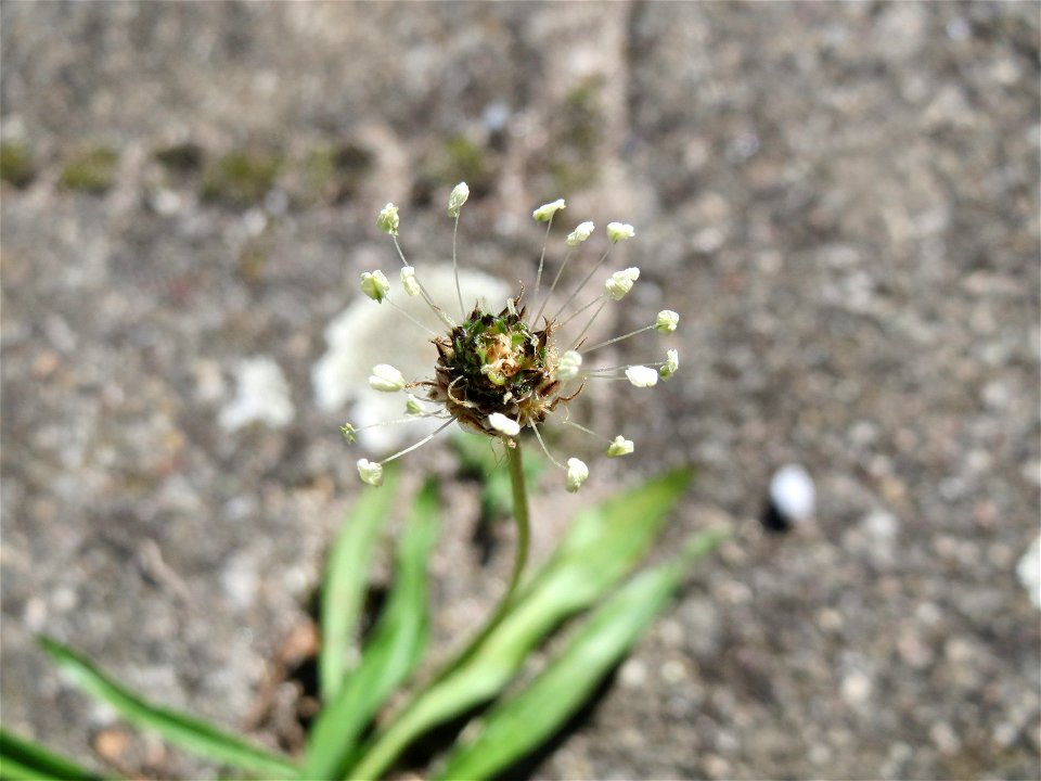 Ritzenbotanik: Spitzwegerich (Plantago lanceolata) auf Pflasterstein am Bahnhof Hockenheim