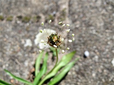 Ritzenbotanik: Spitzwegerich (Plantago lanceolata) auf Pflasterstein am Bahnhof Hockenheim