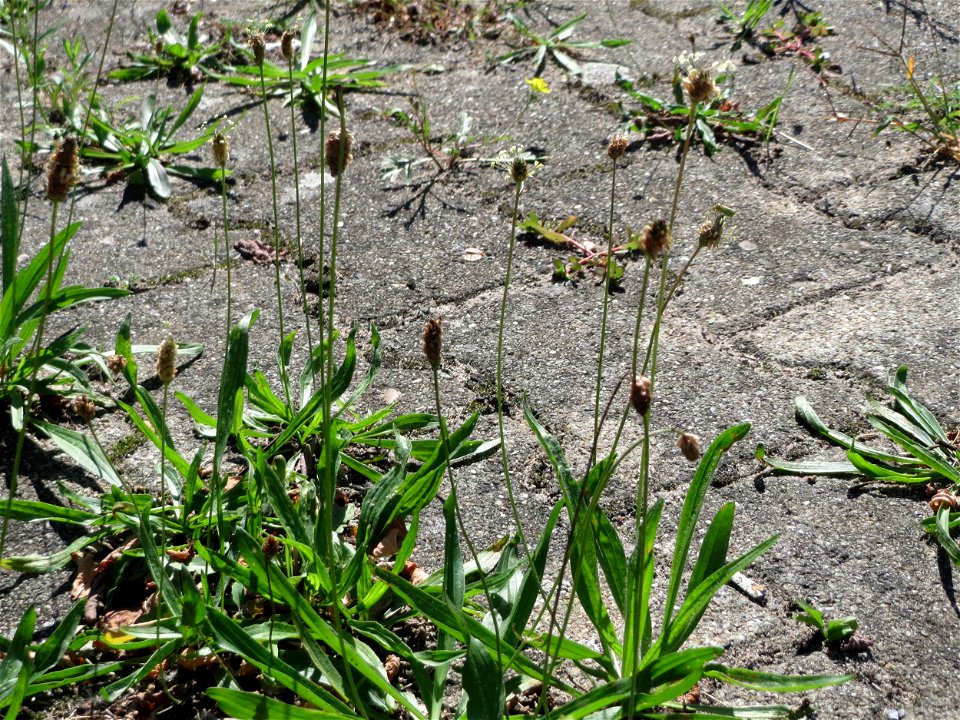 Ritzenbotanik: Spitzwegerich (Plantago lanceolata) auf Pflasterstein am Bahnhof Hockenheim