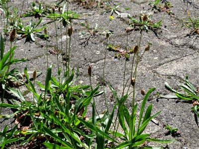 Ritzenbotanik: Spitzwegerich (Plantago lanceolata) auf Pflasterstein am Bahnhof Hockenheim