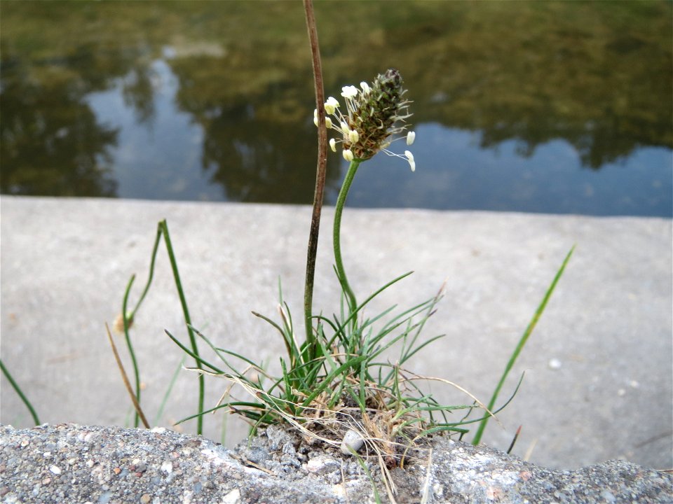 Ritzenbotanik: Spitzwegerich (Plantago lanceolata) auf Beton-Stufen (früheres Bad) am Kraichbach in Hockenheim