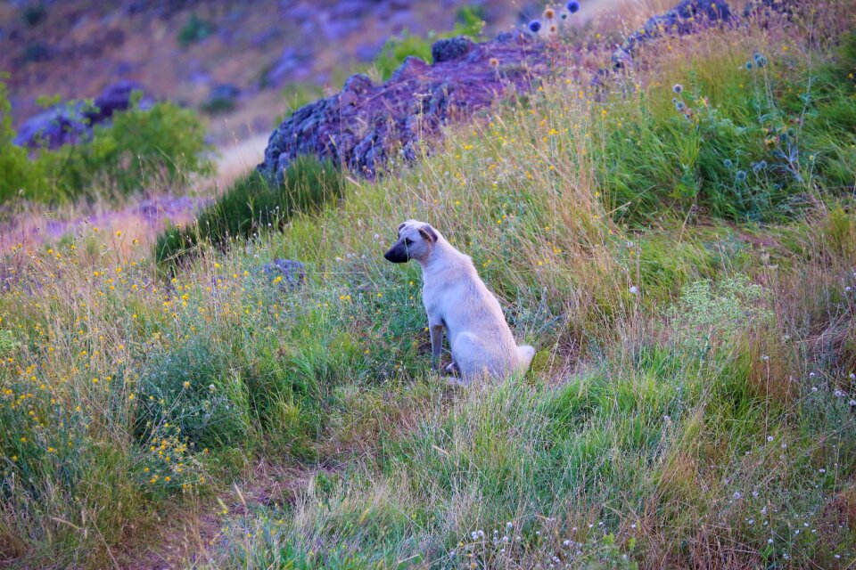 Cute pets nature