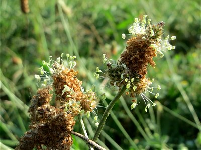 Eigentümlich mutierter Spitzwegerich (Plantago lanceolata) am Hochwasserrückhaltebecken im Naturschutzgebiet „Bachwiesen/Leopoldswiesen“ im Hockenheimer Rheinbogen