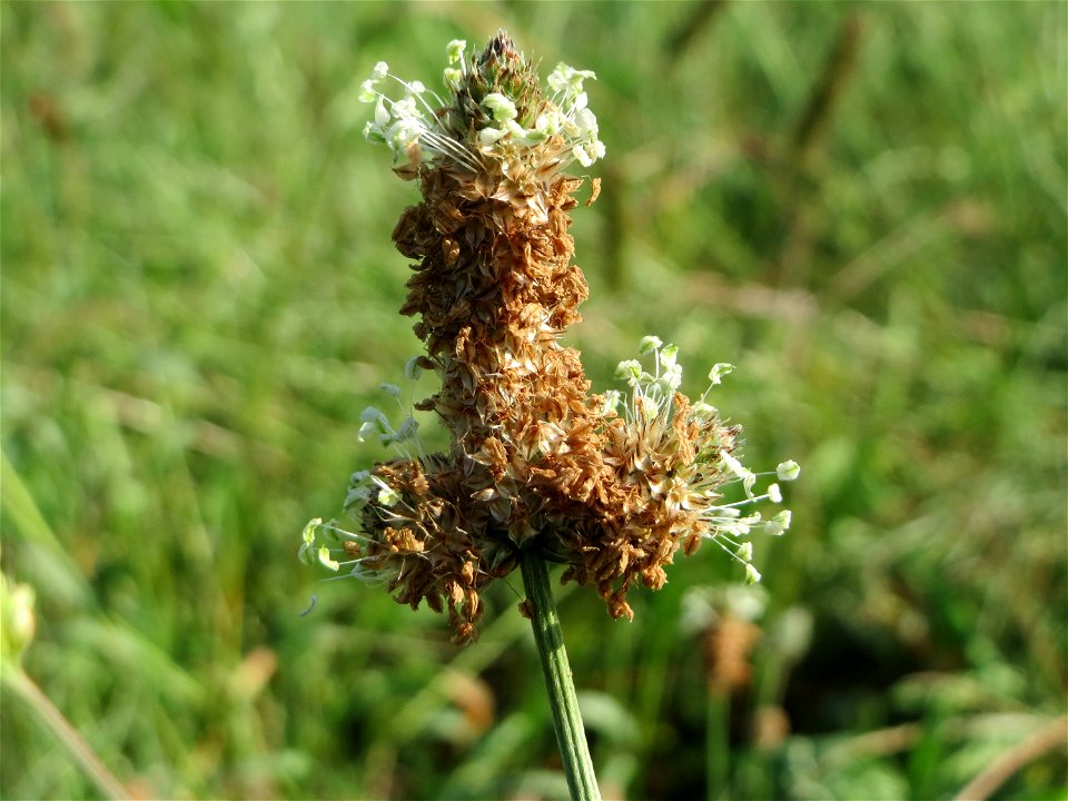 Eigentümlich mutierter Spitzwegerich (Plantago lanceolata) am Hochwasserrückhaltebecken im Naturschutzgebiet „Bachwiesen/Leopoldswiesen“ im Hockenheimer Rheinbogen