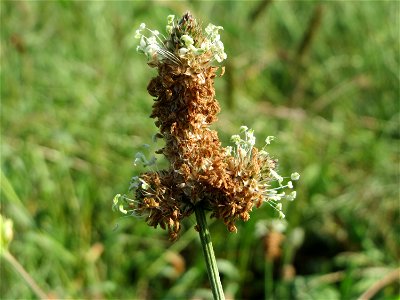 Eigentümlich mutierter Spitzwegerich (Plantago lanceolata) am Hochwasserrückhaltebecken im Naturschutzgebiet „Bachwiesen/Leopoldswiesen“ im Hockenheimer Rheinbogen