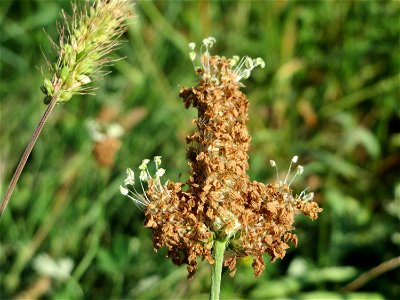 Eigentümlich mutierter Spitzwegerich (Plantago lanceolata) am Hochwasserrückhaltebecken im Naturschutzgebiet „Bachwiesen/Leopoldswiesen“ im Hockenheimer Rheinbogen