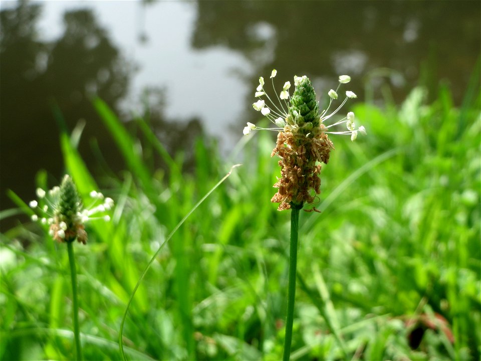 Spitzwegerich (Plantago lanceolata) am Zähringer Kanal (Leimbach) in Schwetzingen