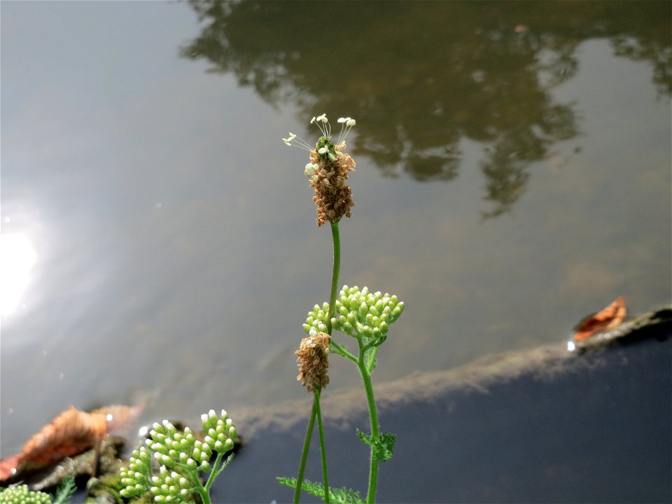 Spitzwegerich (Plantago lanceolata) am Zähringer Kanal (Leimbach) in Schwetzingen