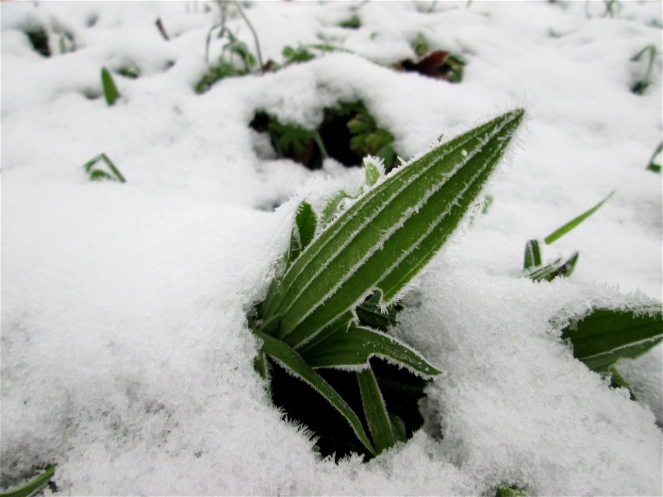 Vereister Spitzwegerich (Plantago lanceolata) auf der Parkplatzwiese am Nordring in Hockenheim nach dem Wintereinbruch am 1. Dezember 2017