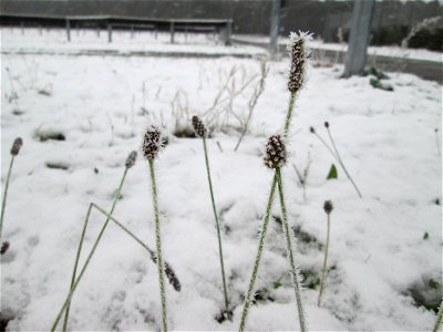 Vereister Spitzwegerich (Plantago lanceolata) auf der Parkplatzwiese am Nordring in Hockenheim nach dem Wintereinbruch am 1. Dezember 2017