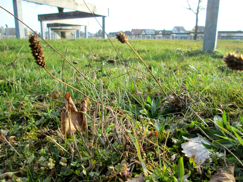 Spitzwegerich (Plantago lanceolata) auf einer Parkplatzwiese am Nordring in Hockenheim