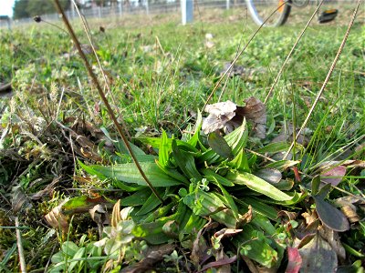 Spitzwegerich (Plantago lanceolata) auf einer Parkplatzwiese am Nordring in Hockenheim