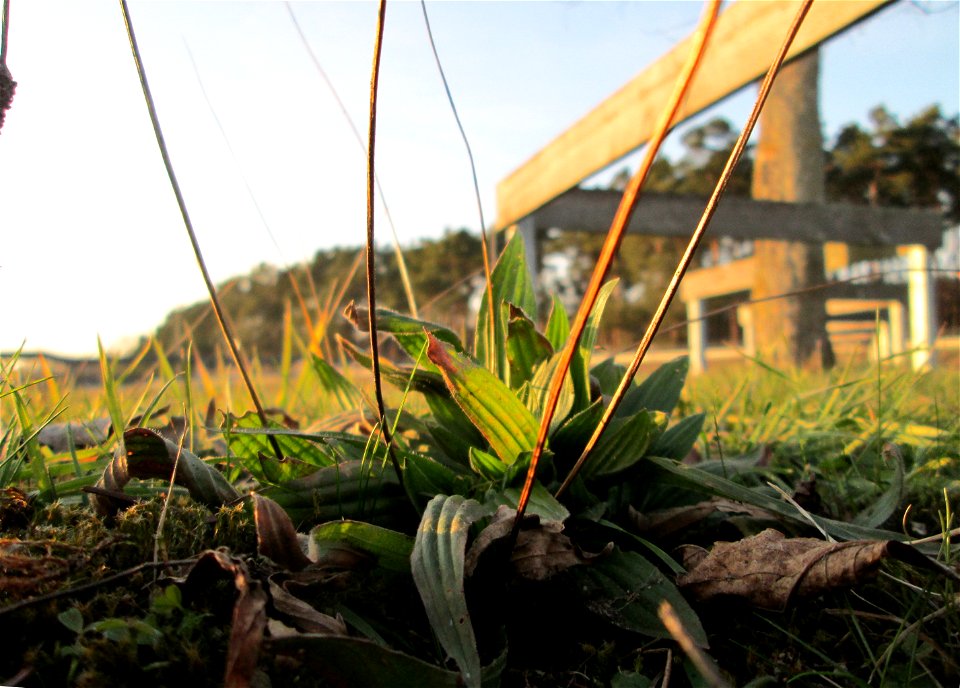 Spitzwegerich (Plantago lanceolata) auf einer Parkplatzwiese am Nordring in Hockenheim