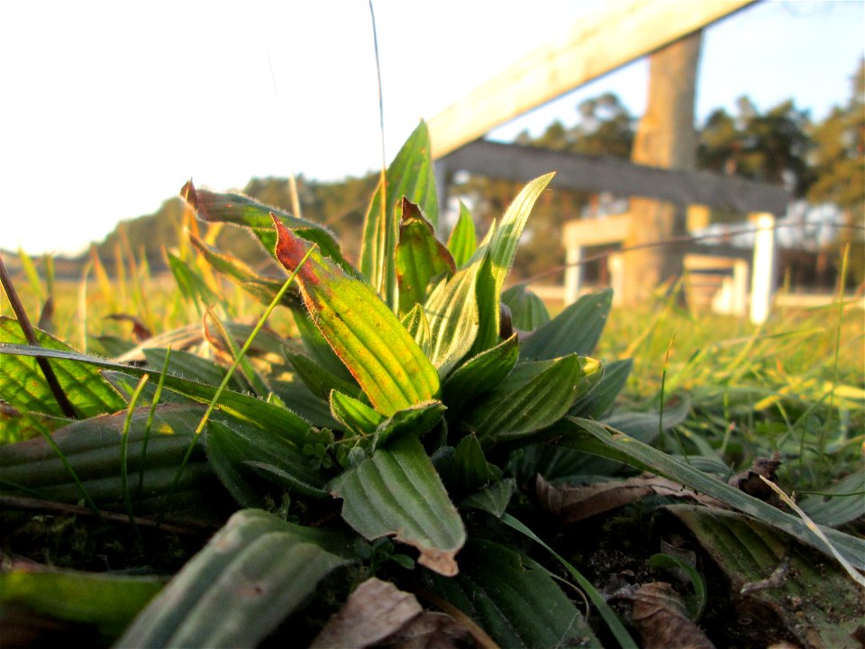 Spitzwegerich (Plantago lanceolata) auf einer Parkplatzwiese am Nordring in Hockenheim