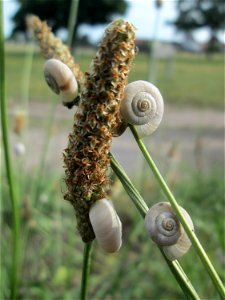 Kolonie der Gemeinen Heideschnecke (Helicella itala) am Spitzwegerich (Plantago lanceolata) auf einer Parkplatzwiese in Hockenheim