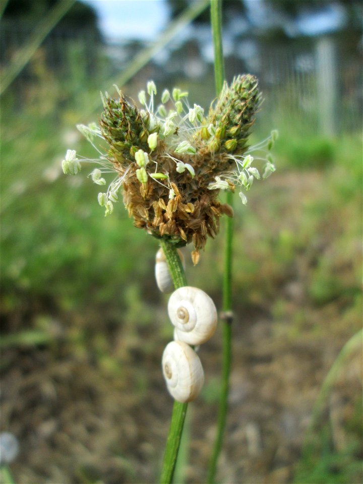 Kolonie der Gemeinen Heideschnecke (Helicella itala) am Spitzwegerich (Plantago lanceolata) auf einer Parkplatzwiese in Hockenheim