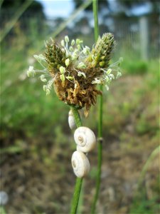 Kolonie der Gemeinen Heideschnecke (Helicella itala) am Spitzwegerich (Plantago lanceolata) auf einer Parkplatzwiese in Hockenheim