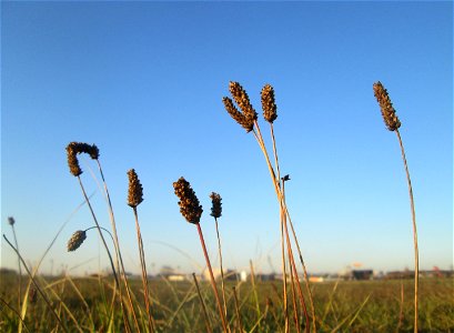 Spitzwegerich (Plantago lanceolata) auf einer Wiese in Hockenheim-Talhaus