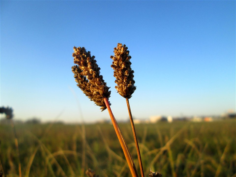 Spitzwegerich (Plantago lanceolata) auf einer Wiese in Hockenheim-Talhaus