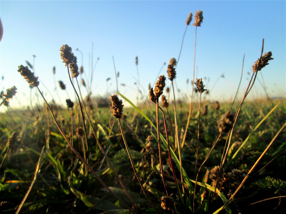 Spitzwegerich (Plantago lanceolata) auf einer Wiese in Hockenheim-Talhaus