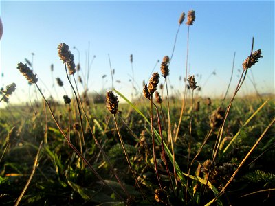 Spitzwegerich (Plantago lanceolata) auf einer Wiese in Hockenheim-Talhaus