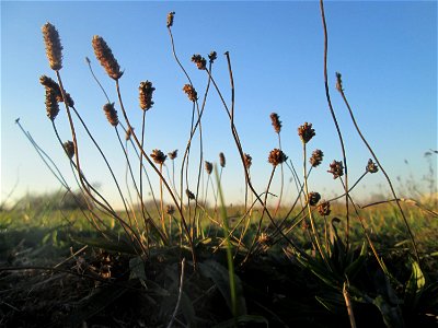 Spitzwegerich (Plantago lanceolata) auf einer Wiese in Hockenheim-Talhaus