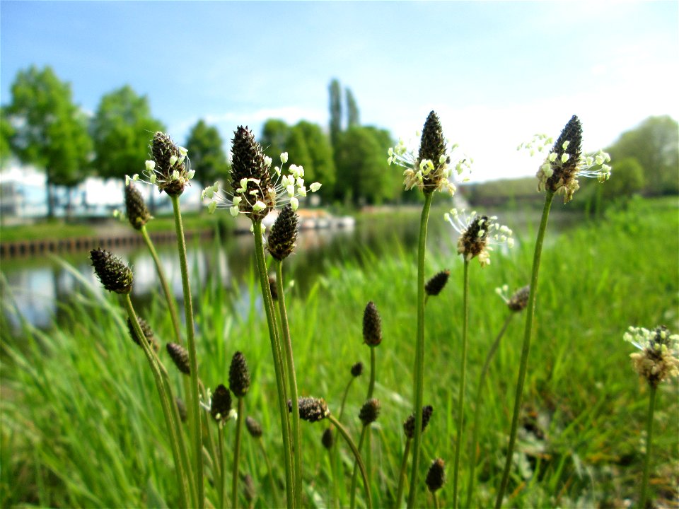 Spitzwegerich (Plantago lanceolata) zwischen A620 und Saar in Alt-Saarbrücken