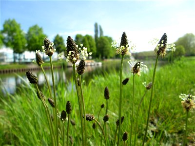 Spitzwegerich (Plantago lanceolata) zwischen A620 und Saar in Alt-Saarbrücken