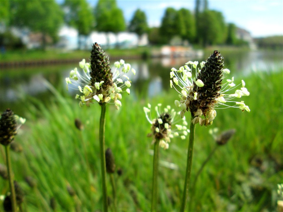 Spitzwegerich (Plantago lanceolata) zwischen A620 und Saar in Alt-Saarbrücken
