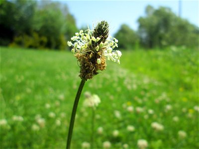 Spitzwegerich (Plantago lanceolata) an der Saar in Saarbrücken