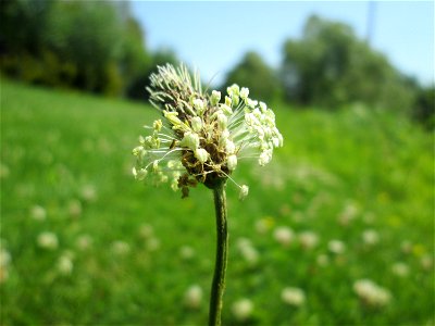 Spitzwegerich (Plantago lanceolata) an der Saar in Saarbrücken