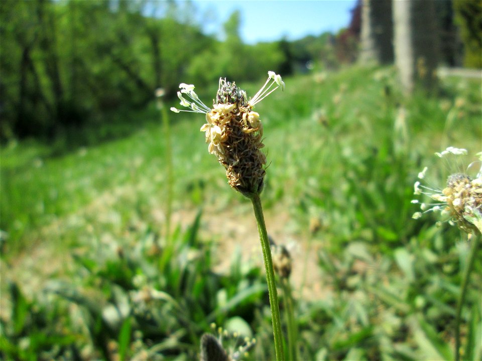 Spitzwegerich (Plantago lanceolata) am Staden in Saarbrücken