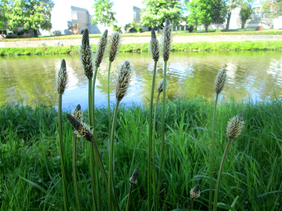 Spitzwegerich (Plantago lanceolata) an der Saar in Alt-Saarbrücken
