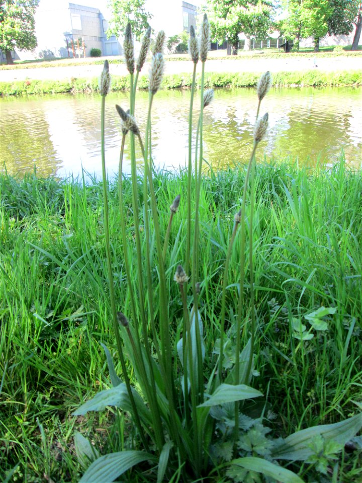 Spitzwegerich (Plantago lanceolata) an der Saar in Alt-Saarbrücken